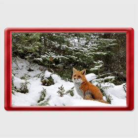 Магнит 45*70 с принтом Лиса в зимнем лесу в Новосибирске, Пластик | Размер: 78*52 мм; Размер печати: 70*45 | fox | животное | зверь | красивая | лес | лис | лиса | лисенок | лисица | лисичка | мех | патрикеевна | песец | плутовка | прикольная | природа | рыжая | рыжий цвет | сказка | хвост | хитрая | хищник