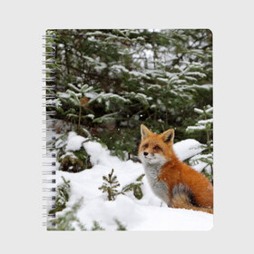 Тетрадь с принтом Лиса в зимнем лесу в Новосибирске, 100% бумага | 48 листов, плотность листов — 60 г/м2, плотность картонной обложки — 250 г/м2. Листы скреплены сбоку удобной пружинной спиралью. Уголки страниц и обложки скругленные. Цвет линий — светло-серый
 | fox | животное | зверь | красивая | лес | лис | лиса | лисенок | лисица | лисичка | мех | патрикеевна | песец | плутовка | прикольная | природа | рыжая | рыжий цвет | сказка | хвост | хитрая | хищник