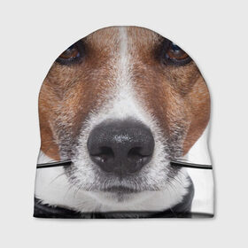 Шапка 3D с принтом Джек рассел - мексиканец в Новосибирске, 100% полиэстер | универсальный размер, печать по всей поверхности изделия | Тематика изображения на принте: джек | любимец | пес | песик | питомец | рассел | собака | собаки | собачка | терьер