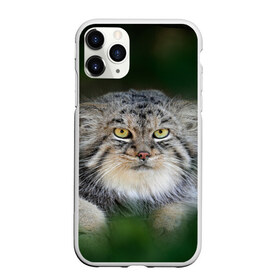Чехол для iPhone 11 Pro Max матовый с принтом Манул в Новосибирске, Силикон |  | Тематика изображения на принте: всеядный | детеныш | дикие | животные | звери | зверята | кот | манул | медведь | хищник
