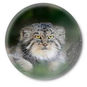 Значок с принтом Манул в Новосибирске,  металл | круглая форма, металлическая застежка в виде булавки | всеядный | детеныш | дикие | животные | звери | зверята | кот | манул | медведь | хищник