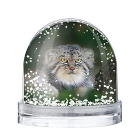Снежный шар с принтом Манул в Новосибирске, Пластик | Изображение внутри шара печатается на глянцевой фотобумаге с двух сторон | всеядный | детеныш | дикие | животные | звери | зверята | кот | манул | медведь | хищник