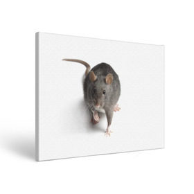 Холст прямоугольный с принтом Крыса в Новосибирске, 100% ПВХ |  | животные | крыса | мышка | мышь