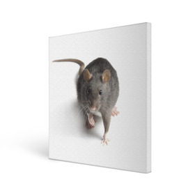 Холст квадратный с принтом Крыса в Новосибирске, 100% ПВХ |  | животные | крыса | мышка | мышь