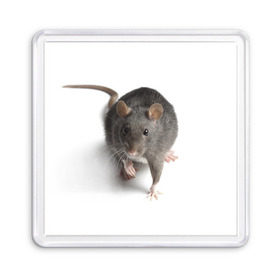 Магнит 55*55 с принтом Крыса в Новосибирске, Пластик | Размер: 65*65 мм; Размер печати: 55*55 мм | животные | крыса | мышка | мышь