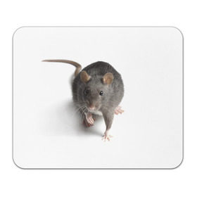 Коврик прямоугольный с принтом Крыса в Новосибирске, натуральный каучук | размер 230 х 185 мм; запечатка лицевой стороны | Тематика изображения на принте: животные | крыса | мышка | мышь