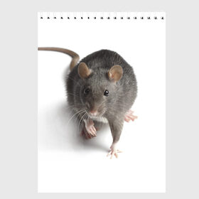 Скетчбук с принтом Крыса в Новосибирске, 100% бумага
 | 48 листов, плотность листов — 100 г/м2, плотность картонной обложки — 250 г/м2. Листы скреплены сверху удобной пружинной спиралью | животные | крыса | мышка | мышь
