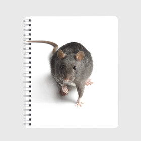 Тетрадь с принтом Крыса в Новосибирске, 100% бумага | 48 листов, плотность листов — 60 г/м2, плотность картонной обложки — 250 г/м2. Листы скреплены сбоку удобной пружинной спиралью. Уголки страниц и обложки скругленные. Цвет линий — светло-серый
 | животные | крыса | мышка | мышь