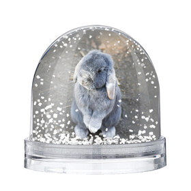 Водяной шар с принтом Кролик в Новосибирске, Пластик | Изображение внутри шара печатается на глянцевой фотобумаге с двух сторон | Тематика изображения на принте: грызун | животные | заяц | кролик | мордочка | природа | пушистый | уши