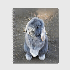 Тетрадь с принтом Кролик в Новосибирске, 100% бумага | 48 листов, плотность листов — 60 г/м2, плотность картонной обложки — 250 г/м2. Листы скреплены сбоку удобной пружинной спиралью. Уголки страниц и обложки скругленные. Цвет линий — светло-серый
 | грызун | животные | заяц | кролик | мордочка | природа | пушистый | уши