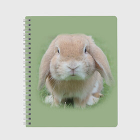 Тетрадь с принтом Кролик в Новосибирске, 100% бумага | 48 листов, плотность листов — 60 г/м2, плотность картонной обложки — 250 г/м2. Листы скреплены сбоку удобной пружинной спиралью. Уголки страниц и обложки скругленные. Цвет линий — светло-серый
 | грызун | животные | заяц | кролик | мордочка | природа | пушистый | уши