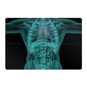 Магнитный плакат 3Х2 с принтом рентген человека в Новосибирске, Полимерный материал с магнитным слоем | 6 деталей размером 9*9 см | Тематика изображения на принте: кости | органы | рентген | человек