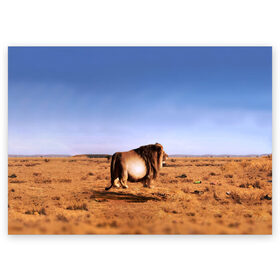 Поздравительная открытка с принтом Толстый лев в Новосибирске, 100% бумага | плотность бумаги 280 г/м2, матовая, на обратной стороне линовка и место для марки
 | африка | грива | животное | жирный | зверь | король | лев | львица | обжора | ожиревший | оскал | песок | прайд | прикол | природа | рёв | рык | рычание | сафари | сильный | хищник | царь | царь зверей