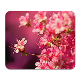 Коврик прямоугольный с принтом Сакура в Новосибирске, натуральный каучук | размер 230 х 185 мм; запечатка лицевой стороны | 3d | flower | nature | pink | sakura | весна | деревья | природа | розовый | сакура | цветы | япония