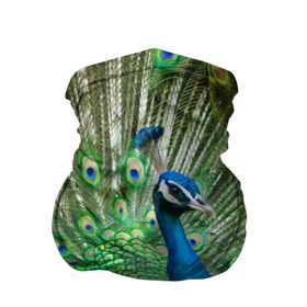 Бандана-труба 3D с принтом Павлин в Новосибирске, 100% полиэстер, ткань с особыми свойствами — Activecool | плотность 150‒180 г/м2; хорошо тянется, но сохраняет форму | павлин | перо