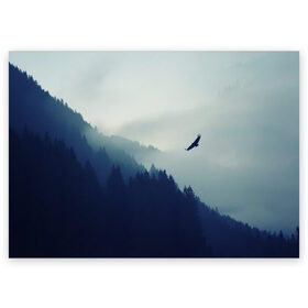Поздравительная открытка с принтом ОРЁЛ НАД ЛЕСОМ в Новосибирске, 100% бумага | плотность бумаги 280 г/м2, матовая, на обратной стороне линовка и место для марки
 | bird | dark | fog | forest | heaven | jh k | ktc | sky | texture | деревья | животные | лес | небо | орел | природа | птица | птицы | текстуры | тёмный лес | туман