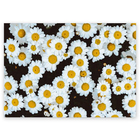 Поздравительная открытка с принтом Аромашки в Новосибирске, 100% бумага | плотность бумаги 280 г/м2, матовая, на обратной стороне линовка и место для марки
 | белый | желтый | красивые | красота | мода | модные | природа | растения | ромашка | ромашки | текстура | тренды | цветы