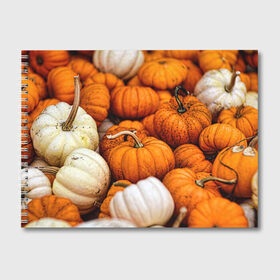 Альбом для рисования с принтом тыквы в Новосибирске, 100% бумага
 | матовая бумага, плотность 200 мг. | halloween | дача | овощи | октябрь | оранжевый | осень | сентябрь | тыква | хеллуин