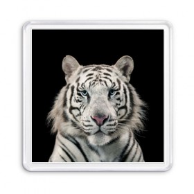Магнит 55*55 с принтом White tiger в Новосибирске, Пластик | Размер: 65*65 мм; Размер печати: 55*55 мм | tiger white | белый тигр | дикая кошка | тигр