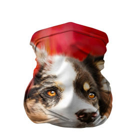 Бандана-труба 3D с принтом Бордер колли в красных листьях в Новосибирске, 100% полиэстер, ткань с особыми свойствами — Activecool | плотность 150‒180 г/м2; хорошо тянется, но сохраняет форму | border collie | dog | бордер колли | красный | листья | осень | собака