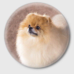 Значок с принтом Шпитс в Новосибирске,  металл | круглая форма, металлическая застежка в виде булавки | милый | мягкий | пушистый | собака | шерсть | щенок