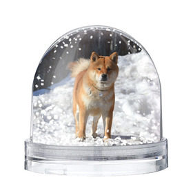 Снежный шар с принтом Акита-ину в Новосибирске, Пластик | Изображение внутри шара печатается на глянцевой фотобумаге с двух сторон | Тематика изображения на принте: акита | животное | животные | ину | овчарка | пес | песик | псы | сиба | собака | собаки | шиба