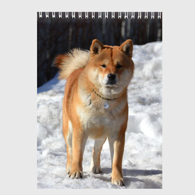 Скетчбук с принтом Акита-ину в Новосибирске, 100% бумага
 | 48 листов, плотность листов — 100 г/м2, плотность картонной обложки — 250 г/м2. Листы скреплены сверху удобной пружинной спиралью | Тематика изображения на принте: акита | животное | животные | ину | овчарка | пес | песик | псы | сиба | собака | собаки | шиба