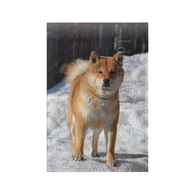 Обложка для паспорта матовая кожа с принтом Акита-ину в Новосибирске, натуральная матовая кожа | размер 19,3 х 13,7 см; прозрачные пластиковые крепления | Тематика изображения на принте: акита | животное | животные | ину | овчарка | пес | песик | псы | сиба | собака | собаки | шиба