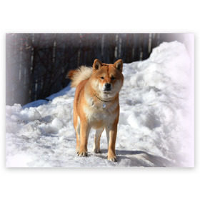 Поздравительная открытка с принтом Акита-ину в Новосибирске, 100% бумага | плотность бумаги 280 г/м2, матовая, на обратной стороне линовка и место для марки
 | Тематика изображения на принте: акита | животное | животные | ину | овчарка | пес | песик | псы | сиба | собака | собаки | шиба