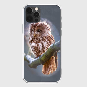 Чехол для iPhone 12 Pro Max с принтом Сова в Новосибирске, Силикон |  | Тематика изображения на принте: owl | ветка | ночной хищник | птица | птичка | серый | сова | хищная птица | хищник