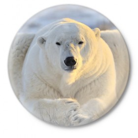 Значок с принтом Медведь в Новосибирске,  металл | круглая форма, металлическая застежка в виде булавки | animal | bear | животное | зверь | медведь | миша | россия