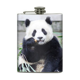 Фляга с принтом Большая панда в Новосибирске, металлический корпус | емкость 0,22 л, размер 125 х 94 мм. Виниловая наклейка запечатывается полностью | бамбук | белый | джунгли | дикое | животное | китай | лес | медведь | черный