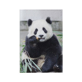 Обложка для паспорта матовая кожа с принтом Большая панда в Новосибирске, натуральная матовая кожа | размер 19,3 х 13,7 см; прозрачные пластиковые крепления | бамбук | белый | джунгли | дикое | животное | китай | лес | медведь | черный