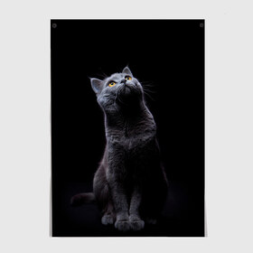 Постер с принтом Милый котик в Новосибирске, 100% бумага
 | бумага, плотность 150 мг. Матовая, но за счет высокого коэффициента гладкости имеет небольшой блеск и дает на свету блики, но в отличии от глянцевой бумаги не покрыта лаком | кот | котенок | кошка | милый | пушистый | черный