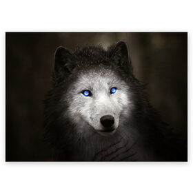 Поздравительная открытка с принтом Голубоглазый волк в Новосибирске, 100% бумага | плотность бумаги 280 г/м2, матовая, на обратной стороне линовка и место для марки
 | Тематика изображения на принте: волк | глаза | охотник | серый | хищник