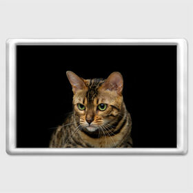 Магнит 45*70 с принтом Бенгальский кот в Новосибирске, Пластик | Размер: 78*52 мм; Размер печати: 70*45 | bengal cat | cat | бенгальская кошка | бенгальский | кот | котик | коты | кошки