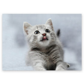 Поздравительная открытка с принтом Котенок в Новосибирске, 100% бумага | плотность бумаги 280 г/м2, матовая, на обратной стороне линовка и место для марки
 | голова | животные | кот | котенок | котик | кошка | мордочка | природа | язык