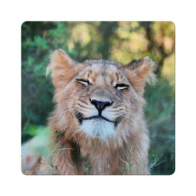 Магнит виниловый Квадрат с принтом Улыбка львицы в Новосибирске, полимерный материал с магнитным слоем | размер 9*9 см, закругленные углы | голова | животные | кот | кошка | лев | лицо | львица | прикол | прикольные | природа | смешные | тигр | тигрица | улыбается | улыбка | юмор