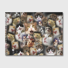 Альбом для рисования с принтом Те самые коты в Новосибирске, 100% бумага
 | матовая бумага, плотность 200 мг. | Тематика изображения на принте: грустный кот мем | кот | кот мем | коты | кошка | мем | мем про котов | мемы | мемы с котами