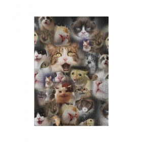 Обложка для паспорта матовая кожа с принтом Те самые коты в Новосибирске, натуральная матовая кожа | размер 19,3 х 13,7 см; прозрачные пластиковые крепления | Тематика изображения на принте: грустный кот мем | кот | кот мем | коты | кошка | мем | мем про котов | мемы | мемы с котами