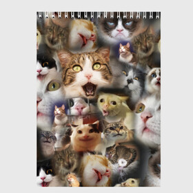 Скетчбук с принтом Те самые коты в Новосибирске, 100% бумага
 | 48 листов, плотность листов — 100 г/м2, плотность картонной обложки — 250 г/м2. Листы скреплены сверху удобной пружинной спиралью | Тематика изображения на принте: грустный кот мем | кот | кот мем | коты | кошка | мем | мем про котов | мемы | мемы с котами