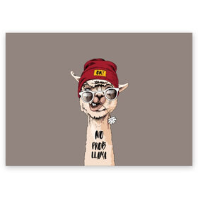 Поздравительная открытка с принтом llama в Новосибирске, 100% бумага | плотность бумаги 280 г/м2, матовая, на обратной стороне линовка и место для марки
 | animal | dude | flower | grimace | hat | head | hello | inscription | llama | long | neck | street | style | голова | гримаса | длинная | животное | лама | надпись | очки | привет | стиль | уличный | цветок | чувак | шапка | шея