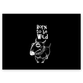 Поздравительная открытка с принтом Born to be wild в Новосибирске, 100% бумага | плотность бумаги 280 г/м2, матовая, на обратной стороне линовка и место для марки
 | angry | animals | authority | b | black and white | bull terrier | bully | cool | dog | fight | illustration | swag | thug | wild | авторитет | бандит | бойцовый | бультерьер | дикий | животные | злой | иллюстрация | крутой | надпись | ошейник | п