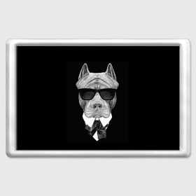 Магнит 45*70 с принтом Питбуль в Новосибирске, Пластик | Размер: 78*52 мм; Размер печати: 70*45 | animals | black | black and white | cool | dog | fight | gentleman | head | illustration | pitbull | swag | white | авторитет | белая | бойцовый | галстук бабочка | голова | джентльмен | животные | иллюстрация | костюм | крутой | очки | 