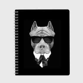 Тетрадь с принтом Питбуль в Новосибирске, 100% бумага | 48 листов, плотность листов — 60 г/м2, плотность картонной обложки — 250 г/м2. Листы скреплены сбоку удобной пружинной спиралью. Уголки страниц и обложки скругленные. Цвет линий — светло-серый
 | animals | black | black and white | cool | dog | fight | gentleman | head | illustration | pitbull | swag | white | авторитет | белая | бойцовый | галстук бабочка | голова | джентльмен | животные | иллюстрация | костюм | крутой | очки | 