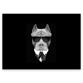 Поздравительная открытка с принтом Питбуль в Новосибирске, 100% бумага | плотность бумаги 280 г/м2, матовая, на обратной стороне линовка и место для марки
 | animals | black | black and white | cool | dog | fight | gentleman | head | illustration | pitbull | swag | white | авторитет | белая | бойцовый | галстук бабочка | голова | джентльмен | животные | иллюстрация | костюм | крутой | очки | 