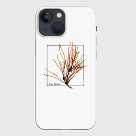 Чехол для iPhone 13 mini с принтом Pinus Sylvestris в Новосибирске,  |  | абстракция | авторская работа | ботаническая иллюстрация | деревья | иллюстрации | минимализм | сосна | цветы