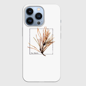 Чехол для iPhone 13 Pro с принтом Pinus Sylvestris в Новосибирске,  |  | абстракция | авторская работа | ботаническая иллюстрация | деревья | иллюстрации | минимализм | сосна | цветы