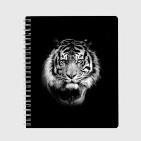 Тетрадь с принтом Тигр в Новосибирске, 100% бумага | 48 листов, плотность листов — 60 г/м2, плотность картонной обложки — 250 г/м2. Листы скреплены сбоку удобной пружинной спиралью. Уголки страниц и обложки скругленные. Цвет линий — светло-серый
 | animal | beautiful | black | cool | fangs | fauna | mustache | muzzle | nature | photo | predator | striped | tiger | view | white | wild | wool | белый | взгляд | дикий | животное | клыки | красивый | круто | полосатый | природа | тигр | усы | фа
