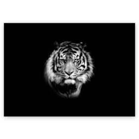 Поздравительная открытка с принтом Тигр в Новосибирске, 100% бумага | плотность бумаги 280 г/м2, матовая, на обратной стороне линовка и место для марки
 | Тематика изображения на принте: animal | beautiful | black | cool | fangs | fauna | mustache | muzzle | nature | photo | predator | striped | tiger | view | white | wild | wool | белый | взгляд | дикий | животное | клыки | красивый | круто | полосатый | природа | тигр | усы | фа